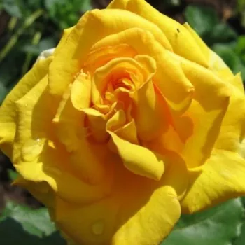 Rosa Anika™ - sárga - teahibrid virágú - magastörzsű rózsafa