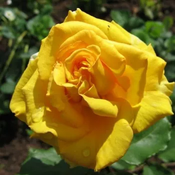 Aranysárga - teahibrid virágú - magastörzsű rózsafa   (120-150 cm)