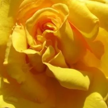 Rózsa kertészet - teahibrid virágú - magastörzsű rózsafa - sárga - Anika™ - nem illatos rózsa