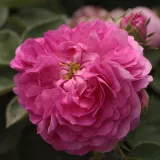 Lila - történelmi - régi kerti rózsa - Online rózsa vásárlás - Rosa Himmelsauge - intenzív illatú rózsa - szegfűszeg aromájú