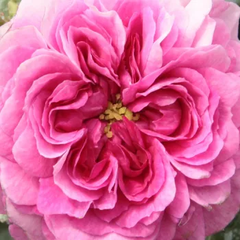 Online rózsa kertészet - lila - történelmi - régi kerti rózsa - Himmelsauge - intenzív illatú rózsa - szegfűszeg aromájú - (280-320 cm)