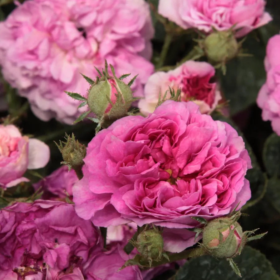 Vijolična - Roza - Himmelsauge - Na spletni nakup vrtnice
