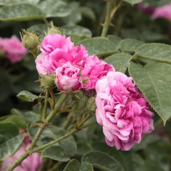 Rosa Himmelsauge - vijolična - Stara vrtna vrtnica