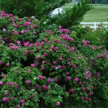 Fialová - stromčekové ruže - Stromkové ruže, kvety kvitnú v skupinkách