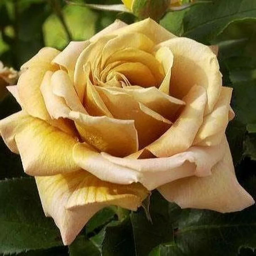 Sárga - Rózsa - Honey Dijon™ - Online rózsa rendelés