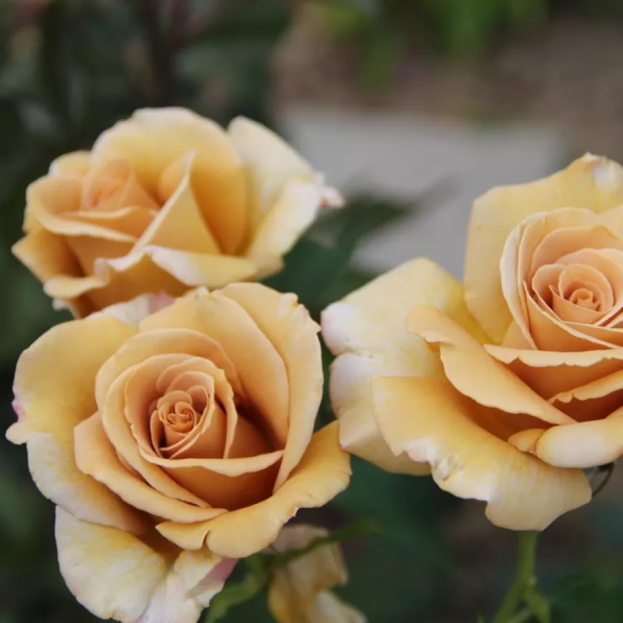 WEKsproulses - Rózsa - Honey Dijon™ - Online rózsa rendelés
