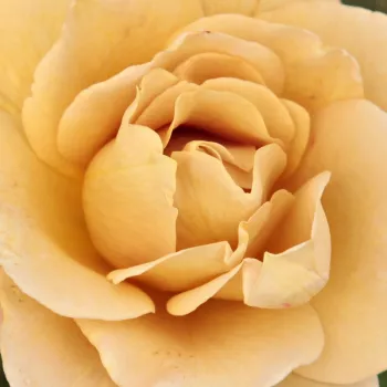 Szkółka Róż Rozaria - róże rabatowe grandiflora - żółty - róża ze średnio intensywnym zapachem - Honey Dijon™ - (100-150 cm)
