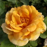 žuta boja - ruže stablašice - Rosa Honey Dijon™ - srednjeg intenziteta miris ruže