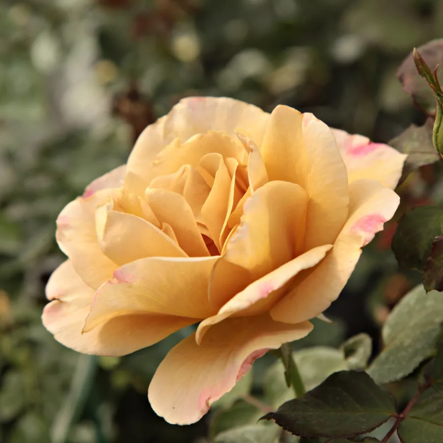James A. Sproul - Rosa - Honey Dijon™ - rosal de pie alto