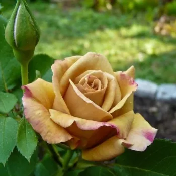 Rosa Honey Dijon™ - giallo - Rose per aiuole (Polyanthe – Floribunde) - Rosa ad alberello0