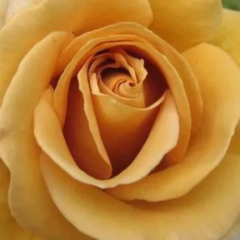 Pedir rosales - amarillo - árbol de rosas de flores en grupo - rosal de pie alto - Honey Dijon™ - rosa de fragancia moderadamente intensa - ácido
