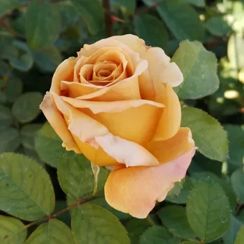 HONEY DIJON™ – sárga virágágyi grandiflora rózsa - Sproul