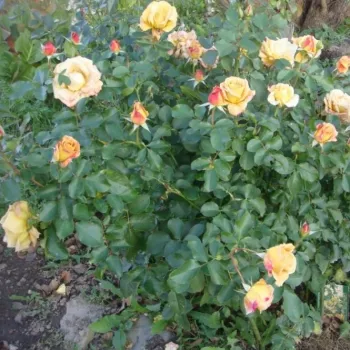 Meleg, mézes -arany alapszín enyhe bronzos tónussal. Hűvösebb időben erősebben, rézbe hajló árnyalatot vesz fel. - virágágyi grandiflora rózsa - erőteljes, hosszan tartó illatú rózsa - édes, gyümölcsös aromájú