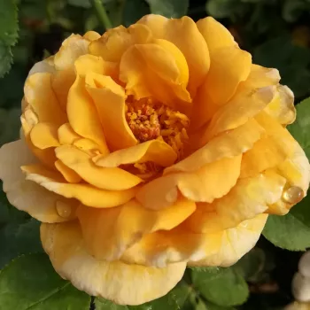 Rózsák webáruháza. - sárga - erőteljes, hosszan tartó illatú rózsa - Honey Dijon™ - virágágyi grandiflora rózsa - (110-150 cm)