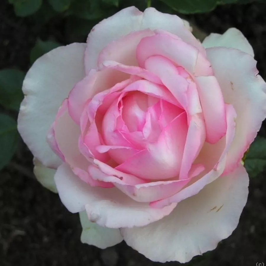 Róże rabatowe grandiflora - floribunda - Róża - Honoré de Balzac® - Szkółka Róż Rozaria