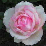 Záhonová ruža - floribunda - pink - biela - mierna vôňa ruží - vôňa - Rosa Honoré de Balzac® - Ruže - online - koupit