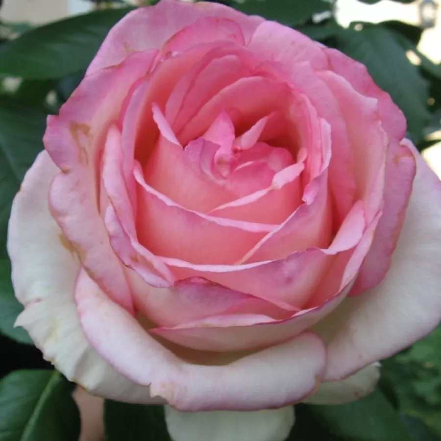 Różowy - biały - Róża - Honoré de Balzac® - Szkółka Róż Rozaria