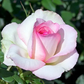 Rosa Honoré de Balzac® - rosa - bianco - Rose Polyanthe