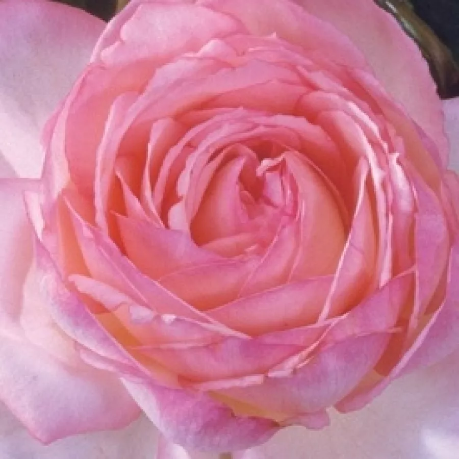 Floribunda, Hybrid Tea - Rózsa - Honoré de Balzac® - Online rózsa rendelés