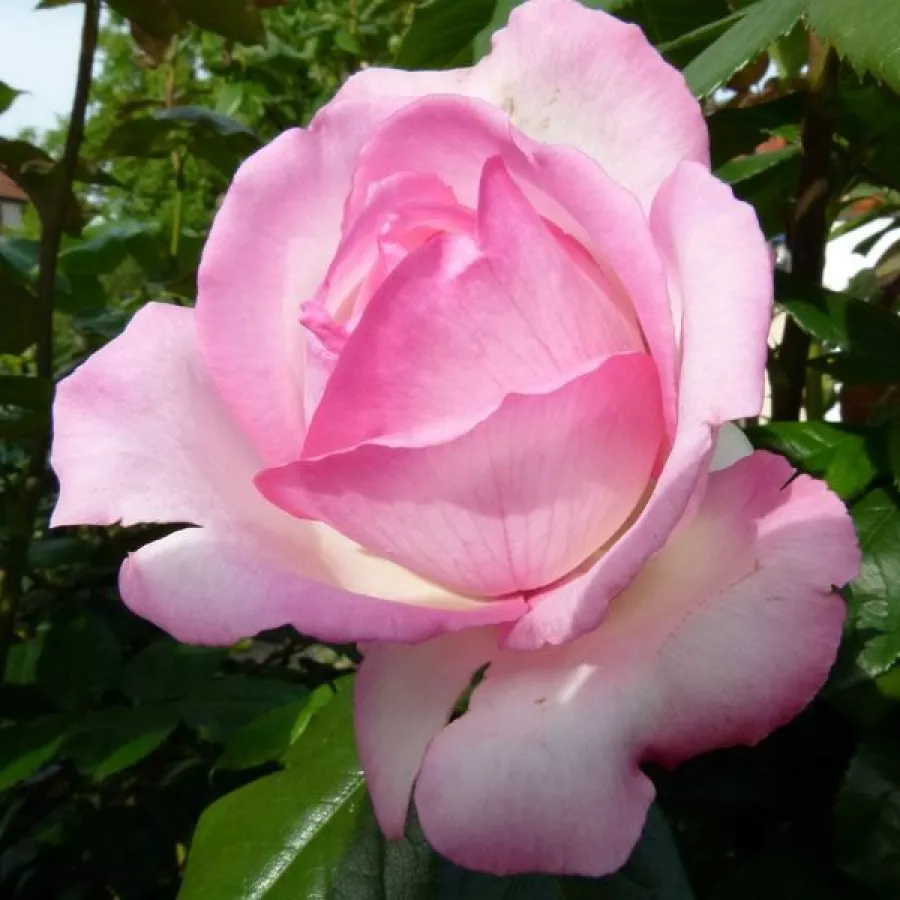 Csokros virágú - magastörzsű rózsafa - Rózsa - Honoré de Balzac® - Kertészeti webáruház
