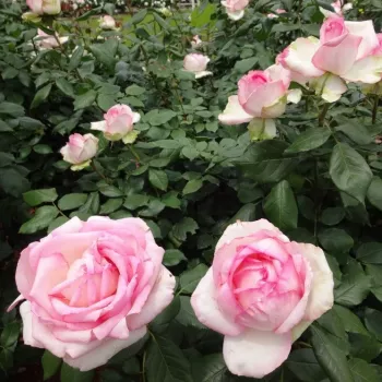 Krémovobiela s ružovým nádychom - stromčekové ruže - Stromkové ruže, kvety kvitnú v skupinkách