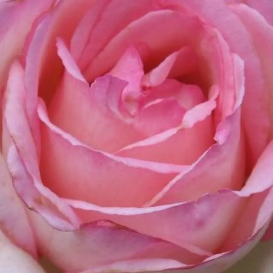 En grupo - Rosa - Honoré de Balzac® - rosal de pie alto