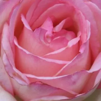 Rosa Honoré de Balzac® - rosa de fragancia discreta - Árbol de Rosas Floribunda - rosal de pie alto - rosa - blanco - Alain Meilland- forma de corona tupida - Rosal de árbol con multitud de flores que se abren en grupos no muy densos.