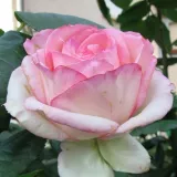 Stromkové růže - růžová - bílá - Rosa Honoré de Balzac® - diskrétní