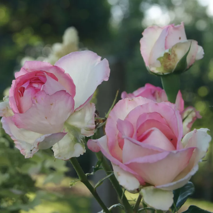 Ruža floribunda za gredice - Ruža - Honoré de Balzac® - sadnice ruža - proizvodnja i prodaja sadnica