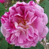 Rózsaszín - lila - történelmi - bourbon rózsa - Online rózsa vásárlás - Rosa Honorine de Brabant - intenzív illatú rózsa - méz aromájú