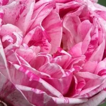 Rózsa kertészet - rózsaszín - lila - történelmi - bourbon rózsa - Honorine de Brabant - intenzív illatú rózsa - méz aromájú - (160-180 cm)