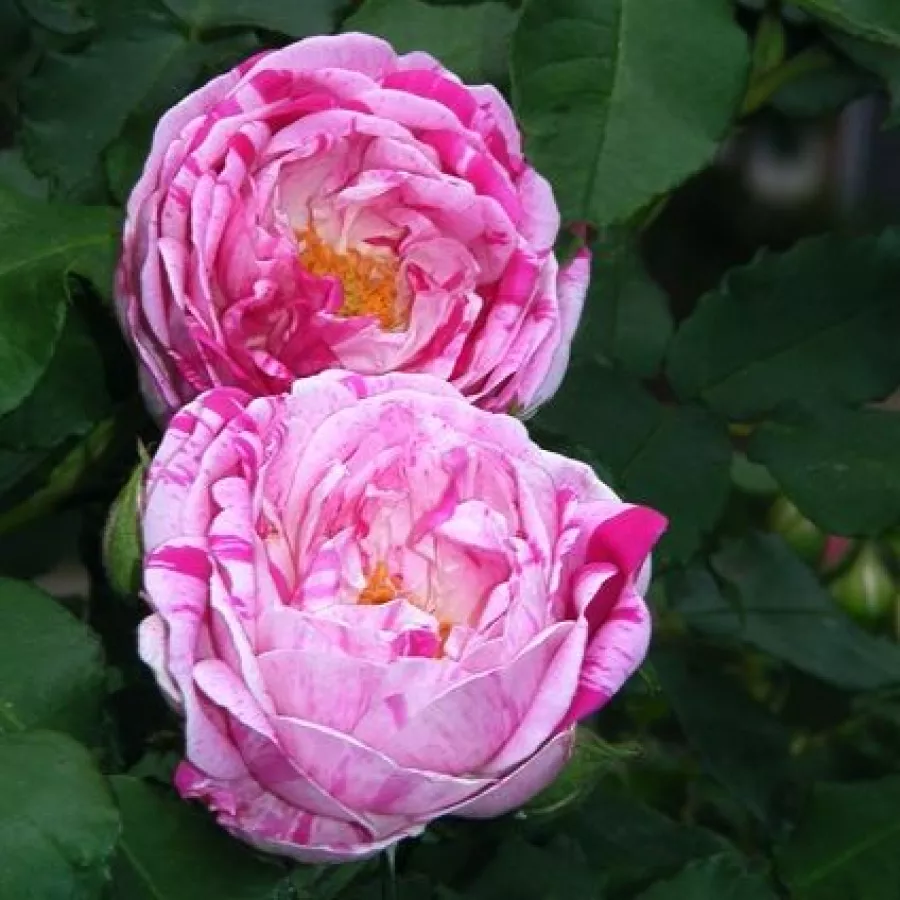 Rose-mauve - Rosier - Honorine de Brabant - Rosier achat en ligne