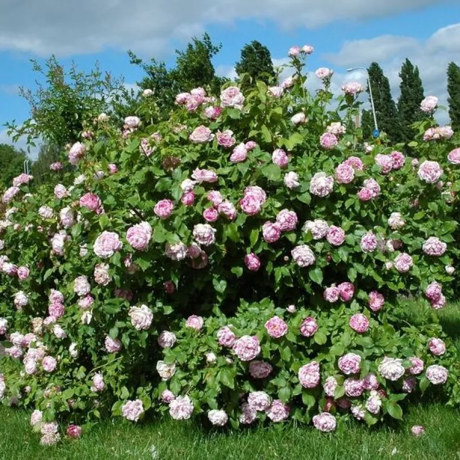 Honorine de Brabant - Róża - Honorine de Brabant - Szkółka Róż Rozaria