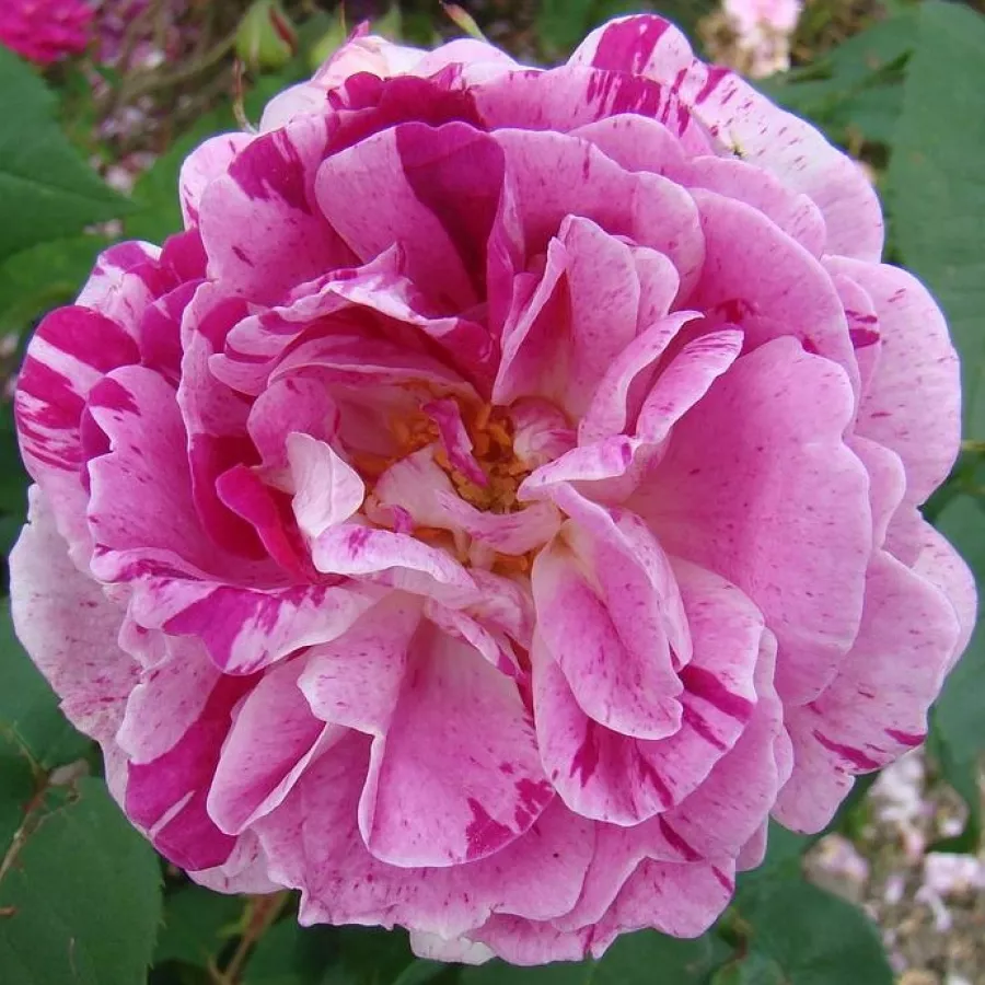 Ružičasto - ljubičasta - Ruža - Honorine de Brabant - 