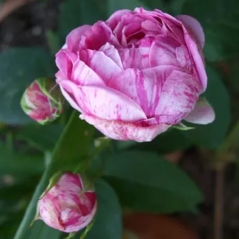 Rosa Honorine de Brabant - rosa morado - árbol de rosas de flores en grupo - rosal de pie alto
