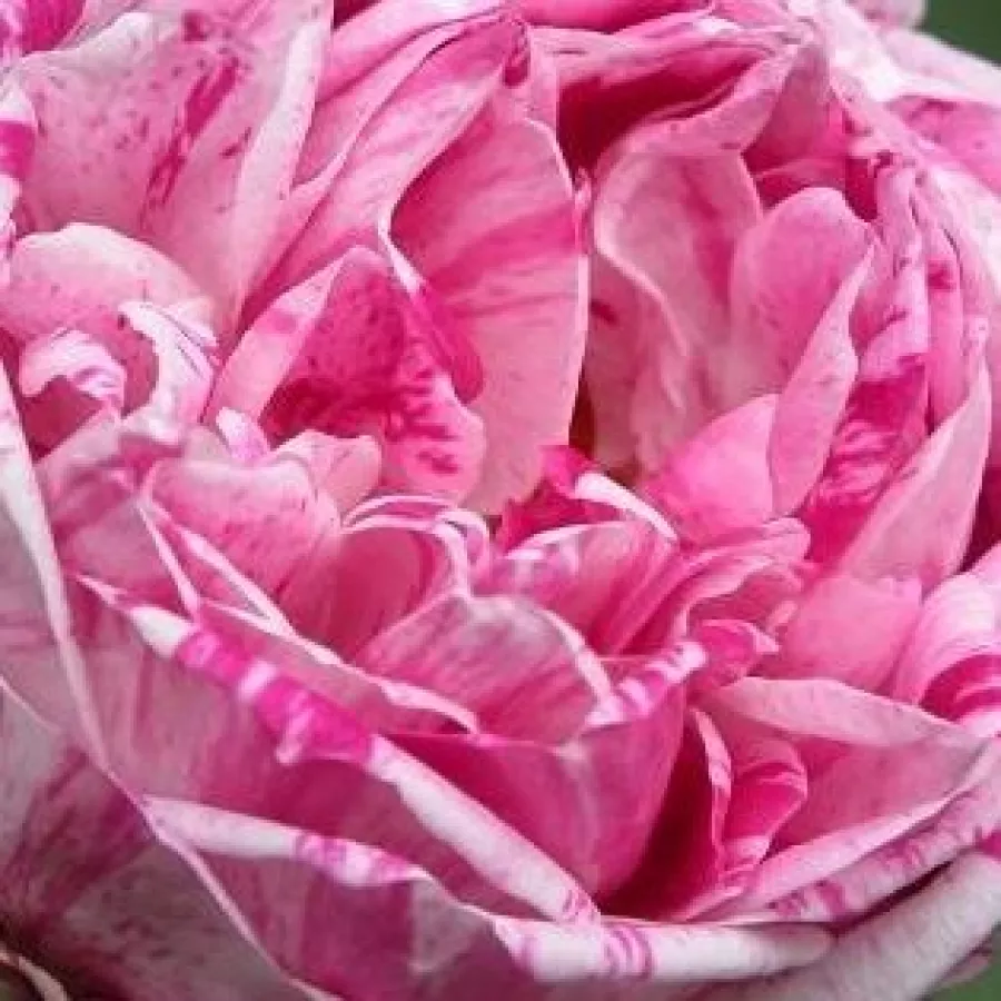 En grupo - Rosa - Honorine de Brabant - rosal de pie alto