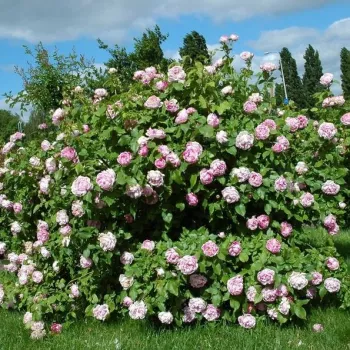 Bledoružová s fialovými pásikmi - stromčekové ruže - Stromkové ruže, kvety kvitnú v skupinkách