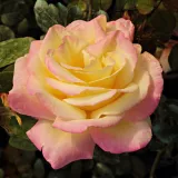 Sárga - rózsaszín - teahibrid rózsa - Online rózsa vásárlás - Rosa Horticolor™ - diszkrét illatú rózsa - kajszibarack aromájú