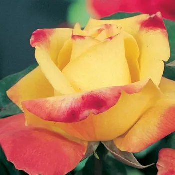 Sárga - rózsaszín sziromszél - teahibrid rózsa - diszkrét illatú rózsa - kajszibarack aromájú