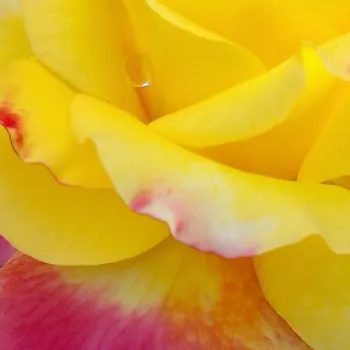 Online rózsa vásárlás - sárga - rózsaszín - teahibrid rózsa - Horticolor™ - diszkrét illatú rózsa - kajszibarack aromájú - (90-100 cm)