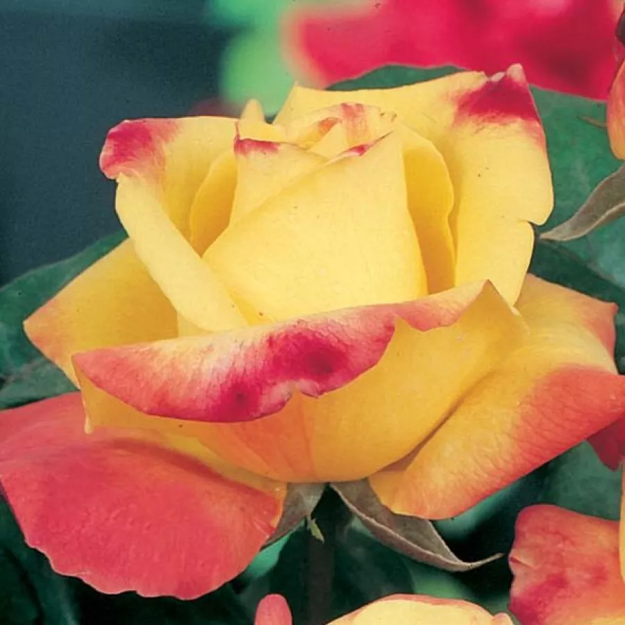 żółty - różowy - Róża - Horticolor™ - Szkółka Róż Rozaria