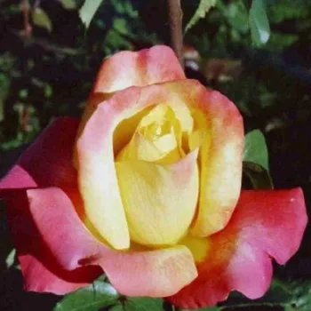 Rosa Horticolor™ - galben - roz - Trandafiri hibrizi Tea