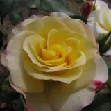 Sárga - rózsaszín - virágágyi floribunda rózsa - Online rózsa vásárlás - Rosa Hummingbird™ - diszkrét illatú rózsa - méz aromájú