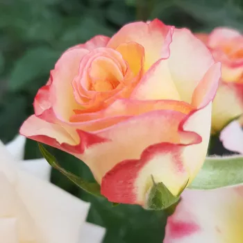 Rosa Hummingbird™ - sárga - rózsaszín - virágágyi floribunda rózsa