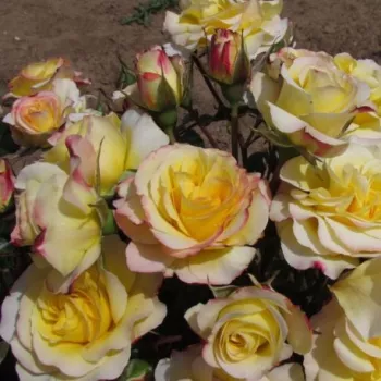 Sárga - rózsaszín sziromszél - virágágyi floribunda rózsa - diszkrét illatú rózsa - méz aromájú