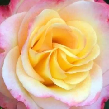 Rózsák webáruháza. - sárga - rózsaszín - virágágyi floribunda rózsa - Hummingbird™ - diszkrét illatú rózsa - méz aromájú - (80-90 cm)