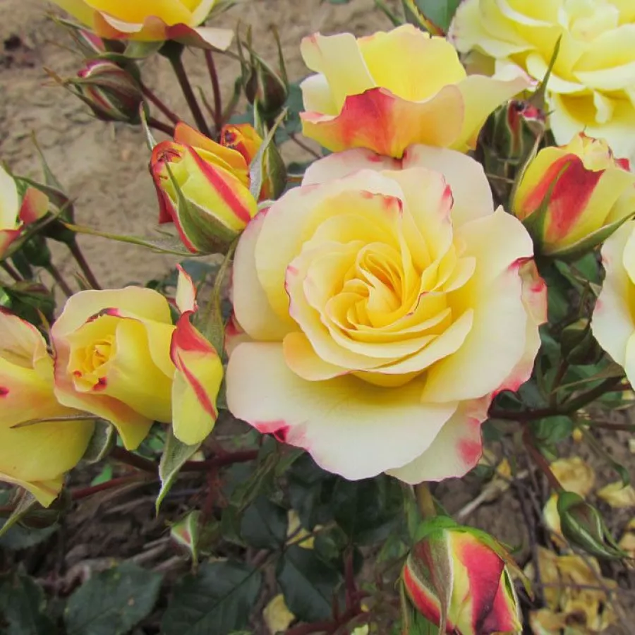 żółty - różowy - Róża - Hummingbird™ - Szkółka Róż Rozaria