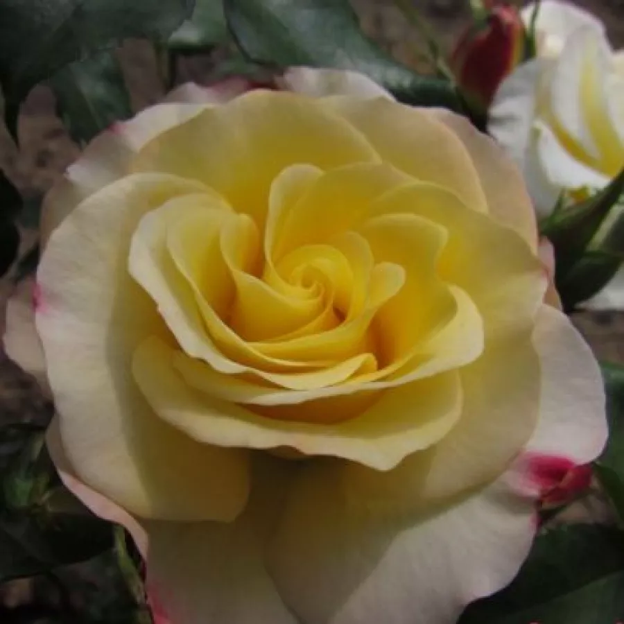 żółty - różowy - Róża - Hummingbird™ - 