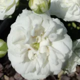 Pokrovne vrtnice - bela - Vrtnica brez vonja - Rosa Icy Drift® - Na spletni nakup vrtnice