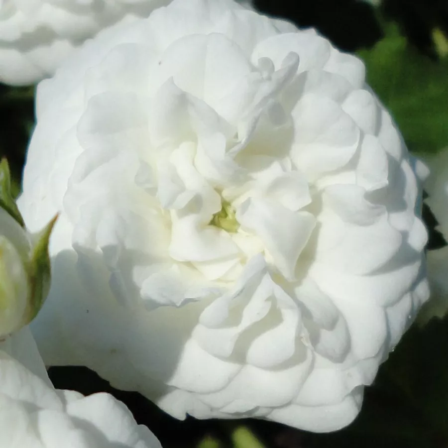 Ground cover, Shrub - Rosa - Icy Drift® - Produzione e vendita on line di rose da giardino